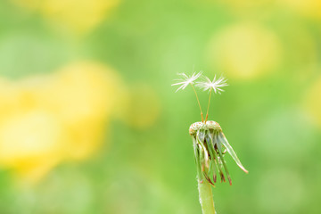 Partially empty seed head of a dandelion wild flower Taraxacum.Two seeds on a dandelion. Summer flower. Yellow Green Blurred Bluer Background. The concept of freedom, summer, youth.