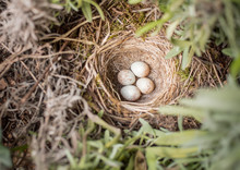 Bird's Nest With Four Eggs