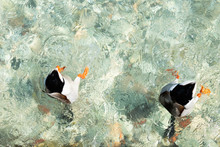 Funny Ducks Swimming In The Clear Transparent Water Of Lake Garda. Waterfowl Dive In Search Of Food.