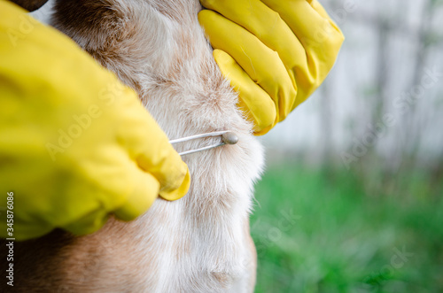 Closeup of human hands using silver tweezers to remove dog adult tick from the fur,dog health care concept. Veterinarian doctor removing a tick from dog - animal and pet veterinary care concept