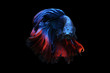 © IKA SYAFITRI - Betta fish, siamese fighting fish, betta splendens isolated on black background,fish on black background, Multi color Siamese fighting fish,