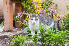 White And Gray Tabby Cat, Garden Background
