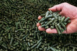 a large number of alfalfa green granules in a warehouse for the production of agricultural feed