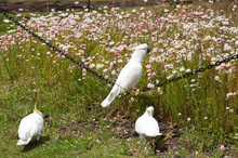 Sydney Australia, Group Of Sulphur-crested Cockatoo's In Garden With One Perched On Chain Fence
