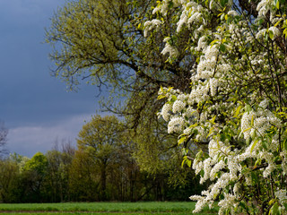 Wall Mural - cherry blossoms in early May against a stormy sky