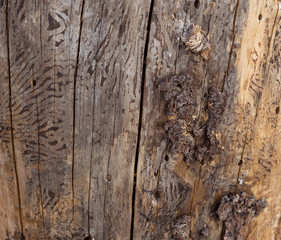 Cut and dried tree stump, close up