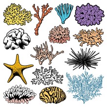 Underwater Corals, Polyps, Sea Urchins And Starfish Vector Icons. Oceanarium Ocean Starfish, Sea Urchin And Polyps, Aquarium Fauna, Marine Anemones And Ocean Reef Habitats