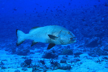 Wall Mural - Giant sweetlips fish