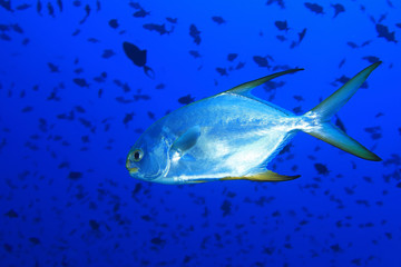 Wall Mural - Subnose pompano fish