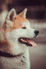 Canvas Print - Akita dog portrait. Akita Inu