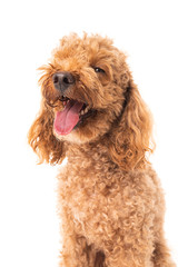 Canvas Print - Red poodle isolated on white background