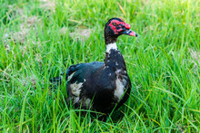 Big Fat Muscovy Duck Standing On Green Grass And Watching Carefully