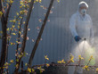 elderly man in white protective clothing with glasses and working mask sprays disinfectant solution from green spray in garden. pest protection concept for fruit trees and garden shrubs
