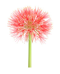 Wall Mural - Blood lily African flower bulb plant in full blossom isolated on white background