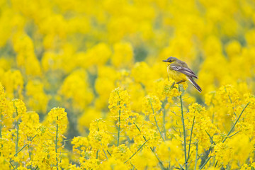 An adult yellow wagtail perched and singing on the blossom of a rapeseed field.