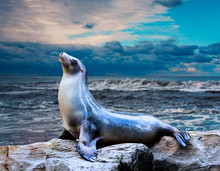 Seal. Sea Lion Posing On A Rock In The Reefs