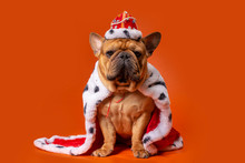 Dog French Bulldog In King Costume On Bright Orange Isolated Background