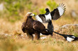 Aggressive eurasian magpie, pica pica, attacking golden eagle, aquila chrysaetos, in flight. Daring magpie sitting down with open wings near large bird predator in nature.
