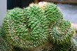 Closeup Potted Mammillaria Elongata Cristata or Brain Cactus with Selective Focus