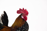 Fototapeta Zwierzęta - Rooster Milfler isolated at white background in studio. Close up
