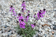 The Plant Blooms Purple, Smells Sweet, One Is A Biennial To Perennial Herb With Gray Narrow Leaves The Pleasant Aroma Attracts Moths. In A Flowerbed With Stones And Light Pebbles Resembles Sage