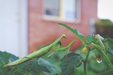Close-up Of Praying Mantis On Plant
