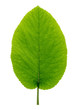 Leaf close up, detailed, isolated on a white background