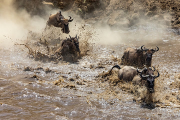white-bearded wildebeest leap into the mara river, kenya