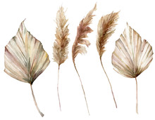 Watercolor Tropical Set With Dry Palm Leaves And Pampas Grass. Hand Painted Exotic Leaves Isolated On White Background. Floral Illustration For Design, Print, Fabric Or Background.