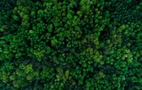 Fototapeta Las - widok z góyr na zielony las