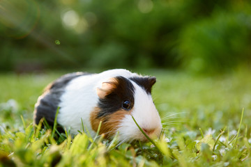 Wall Mural - Guinea pig eating grass in a meadow