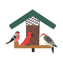 Winter Bird Feeder, Northern Birds Feeding By Seeds In Wooden Feeder, Cute Red Cardinal, Chickadee, Sparrow, Woodpecker Vector Illustration
