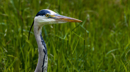 Poster - Graureiher, reiher, wild lebende tiere, tier, natur, blau, schnabel, grau, wild, feather, grossartig, weiß, sumpf, see, teich, gras, feather