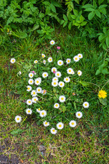 A patch of common daisys Bellis perennis on a piece of grass at the side of a path