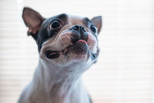 Portrait Of A Funny Boston Terrier Dog With A Close Look Up On A White Background In The Studio.