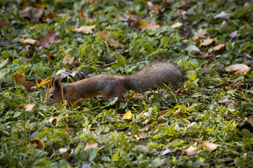 Cute squirrel is looking for food in the foliage