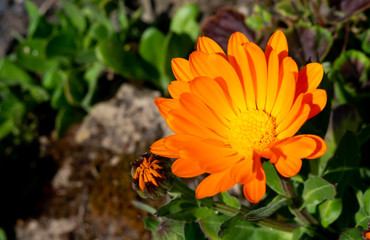 Close up of a Field Marigold (Calendula officinalis) flower with vivid orange petals and yellow centre with a blurred background for added depth.