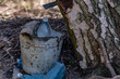 © Tania - extraction of birch sap task of tree damage
