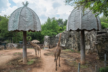 Giraffes In The Zoo