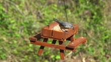 A Tufted Titmouse Eating Seeds On A Wooden Picnic Table Bird Feeder, Then Fly Away