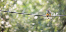 Common Squirrel Monkey (Saimiri Sciureus; Shallow DOF)