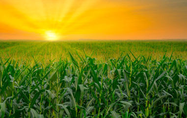 green corn field in agricultural garden and light shines sunset