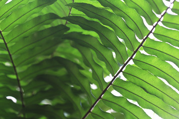 Close up shot of fresh green fern leaf