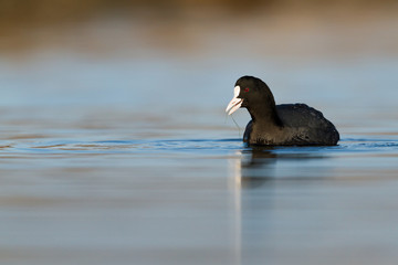 Wall Mural - Eurasion coot swimming on a pond an feeding with grass