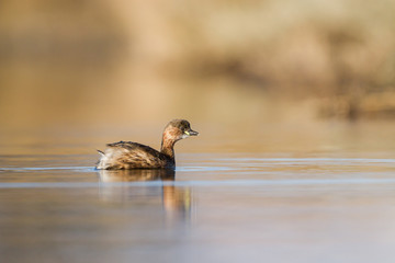 Sticker - Little grebe swimming on a pond