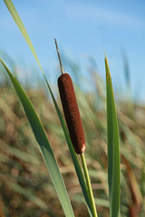 Canvas Print - Typha latifolia	