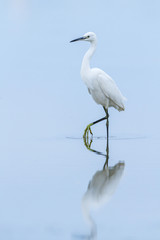 Wall Mural - Little egret and her reflection on the water