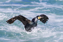 Great Cormorant Surfing The Waves In The Mediterraneans Ea