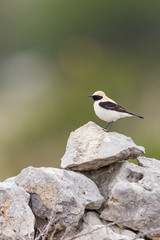 Wall Mural - Western Black-eared Wheatear on a dry stones wall