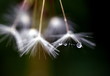 © christiane65 - Tröpfchenkette an Pusteblume